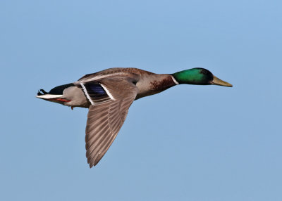 Mallard (Anas platyrhynchos) - grsand