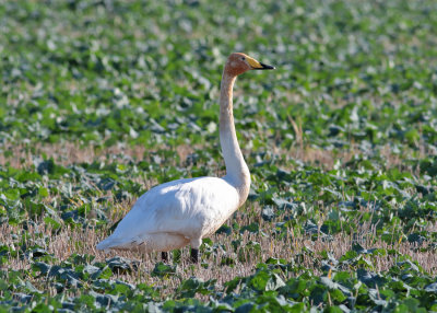 Whooper Swan (Cygnus cygnus) - sångsvan