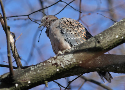 Oriental Turtur Dove (Streptopelia orientalisi) - strre turturduva