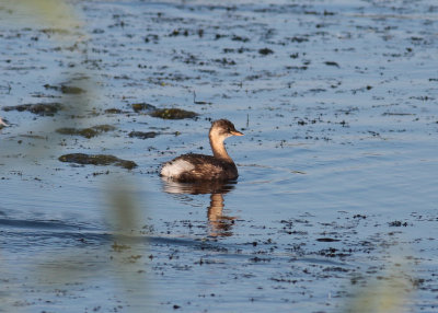 Little Grebe (Thachybaptus ruficollis) - smådopping