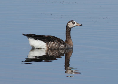 Hybrid Greylag Goose x Canada Goose Anser anser x Branta canadensis