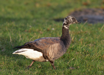 Brent Goose (Branta b. bernicla) - prutgås