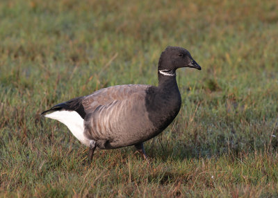 Brent Goose (Branta b. bernicla) - prutgs