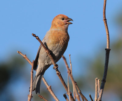 Pine Grosbeak (Pinicola enucleator) - tallbit