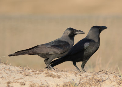 House Crow (Corvus splendens) - huskråka