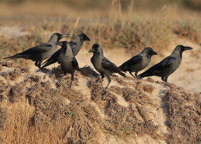 House Crow (Corvus splendens) - huskråka
