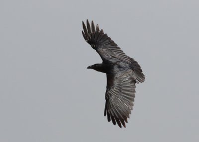 Fan-tailed Raven (Corvus rhipidurus)