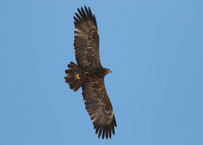 Steppe Eagle (Aquila nipalensis) - stpprn