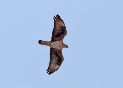 Bonelli's Eagle (Aquila fasciata) - hökörn