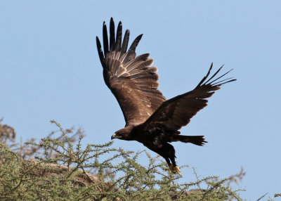 Greater Spotted Eagle (Aguila clanga) - strre skrikrn