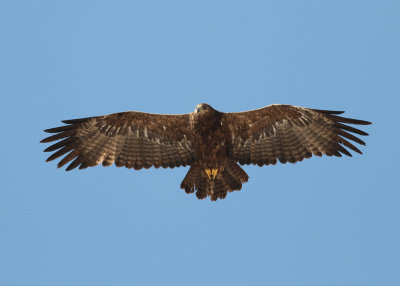 Steppe Eagle (Aquila nipalensis) - stpprn  Raysut, Oman