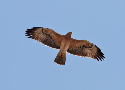 Bonelli's Eagle (Aquila fasciata) - hkrn