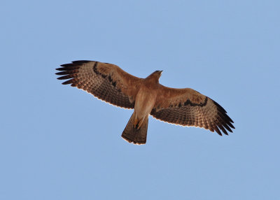 Bonelli's Eagle (Aquila fasciata) - hökörn