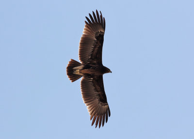 Greater Spotted Eagle (Aguila clanga) - strre skrikrn