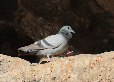 Rock Dove (Columbia livia palaestinae) - klippduva