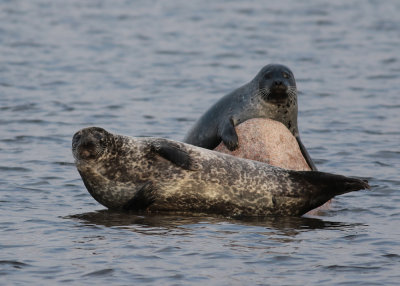 Harbor Seal (Phoca vitula) - knubbsl
