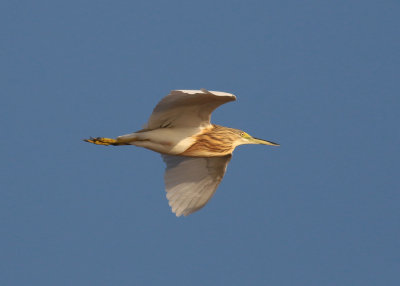 Squacco Heron (Ardeola ralloides) - rallhäger