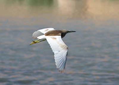 Indian Pond-Heron (Ardeola grayii)