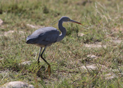 Western Reef-Heron (Egretta gularis schistacea)