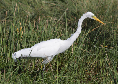 Intermediate Egret (Mesophoyx intermedia)