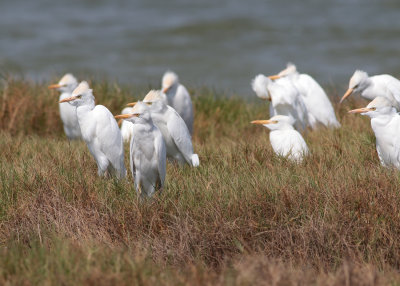 Cattle Egret (Bubulcus ibis) - kohger