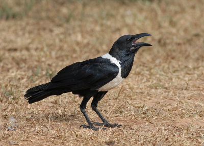 Pied Crow (Corvus albus) - svartvit kråka