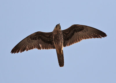 Lanner falcon (Falco biarmicus abyssinicus) - slagfalk