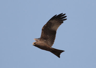 Yellow-billed Kite (Milvus parasitus) - gulnäbbad glada
