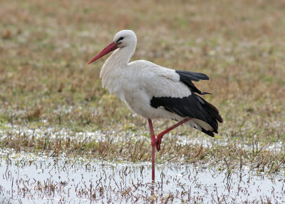 White Stork (Ciconia ciconia) - vit stork