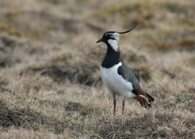 Northen Lapwing (Vanellus vanellus) - tofsvipa