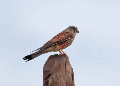 Common Kestrel (Falco tinnunculus canariensis)