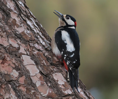 Great Spotted Woodpecker (Dendrocopus major canariensis) - strre hackspett