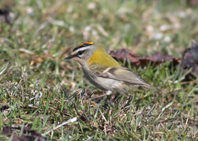 Firecrest (Regulus ignicapilla) - brandkronad kungsfgel