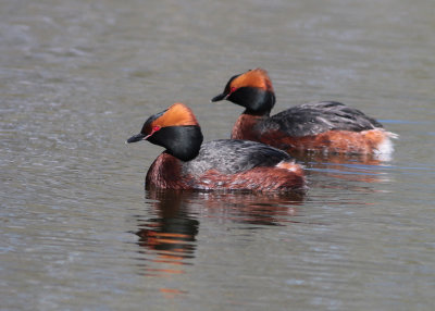 Horned Grebe (Podiceps auritus) - svarthakedopping