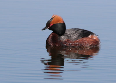 Horned Grebe (Podiceps auritus) - svarthakedopping