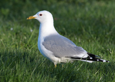 Common Gull (Larus c. canus) - fiskms