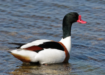 Common Shelduck