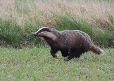 European Badger (Meles meles) - grvling