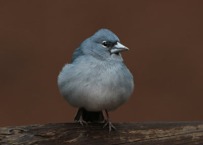 Blue Chaffinch (Fringilla teydea) - blfink