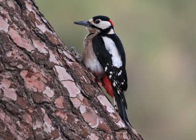 Great Spotted Woodpecker (Dendrocopus major canariensis) - strre hackspett