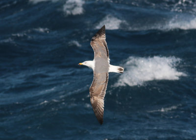 Yellow-legged Gull (Larus michahellis atlantis) - medelhavstrut