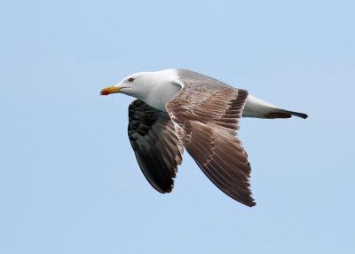 Yellow-legged Gull (Larus michahellis atlantis) - medelhavstrut