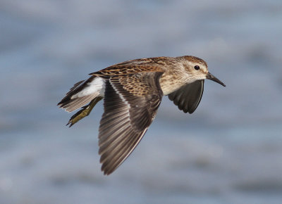 Least Sandpiper (Calidris minutilla)