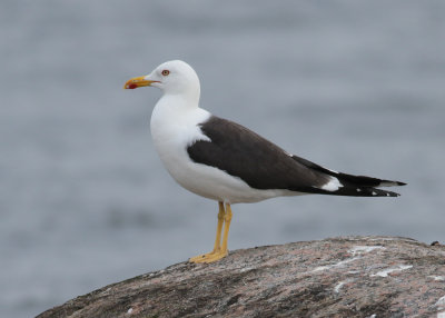 Swedish Gulls