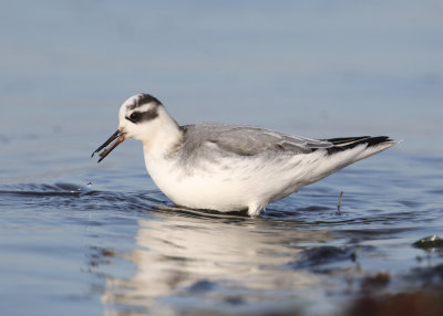 Red Phalarope (Phalaropus fulicarius) - brednbbad simsnppa