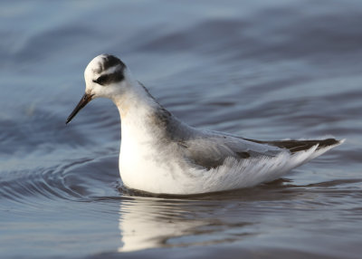 Red Phalarope (Phalaropus fulicarius) - brednbbad simsnppa