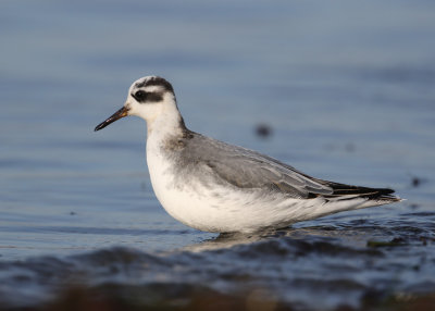 Red Phalarope (Phalaropus fulicarius) - brednbbad simsnppa