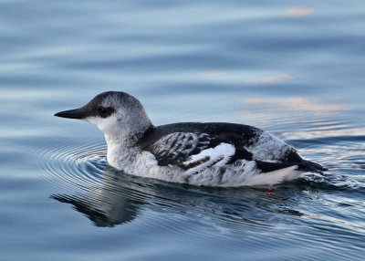 Black Guillemot (Cepphus grylle)