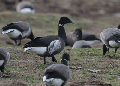 Black Brent (Branta bernicla nigricans) - svartbukig prutgås