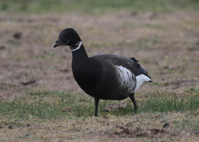 Black Brent (Branta bernicla nigricans) - svartbukig prutgås